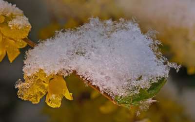 连翘 雪 冬天 盛开 开花 植物学 特写