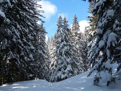 枞树 树木 下雪的 冬天 雪 天堂 好天气 冬季景观 冬季魔法