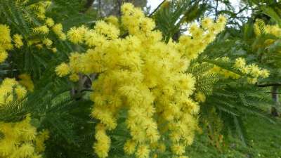含羞草 花 蓬勃发展 黄色 妇女派对 黄花 春天的花朵 花序