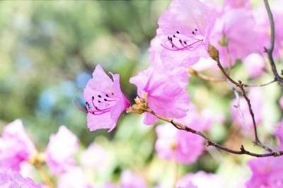 春花 树上的粉红色花朵 春天 粉色的 开花 自然 盛开 季节