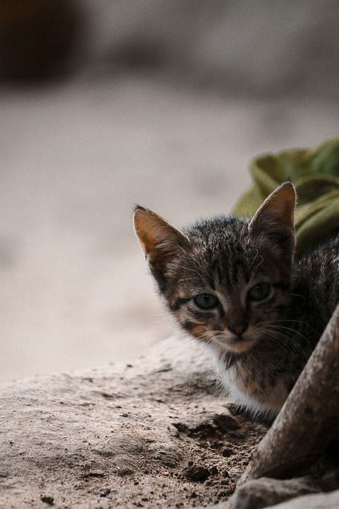 猫 动物 宠物 旅行 自然 播放 玩耍 眼睛 第二代