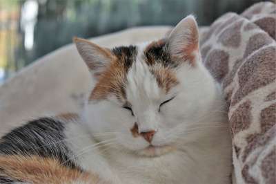 猫 家畜 白色的 动物 家猫 猫眼 猫脸 关闭