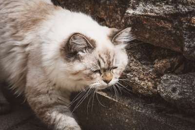 猫 宠物 猫科动物 动物 毛皮 基蒂 国内的 国内的猫 猫肖像