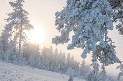 冬天 雪 芬兰 寒冷的 自然 景观 白色的 霜 树木 冻结