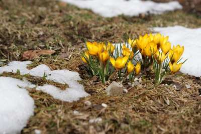 番红花 春天的草地 春天 雪 开花 黄色 植物 自然 草地 花
