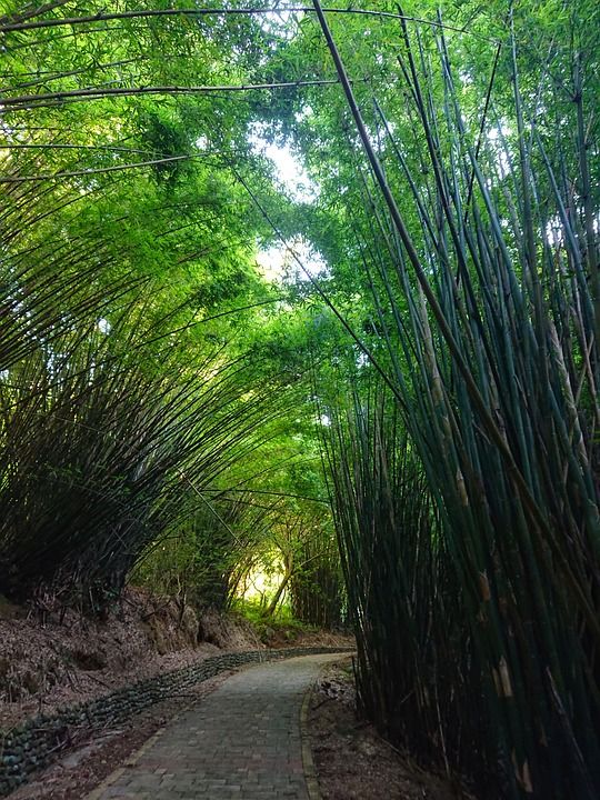 森林 竹子 踪迹 小路 植物 景观 自然