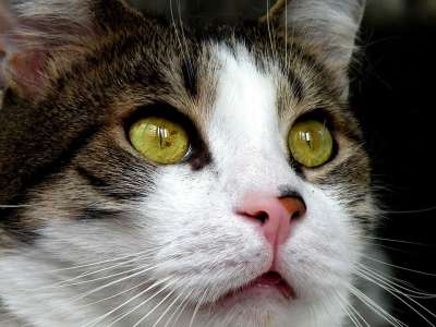 猫 眼睛 绿色 枪口 头 动物 情绪 注意力 纵向 鼻子
