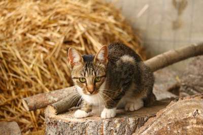 猫 小猫 大花猫 家猫 年轻的猫 稻草