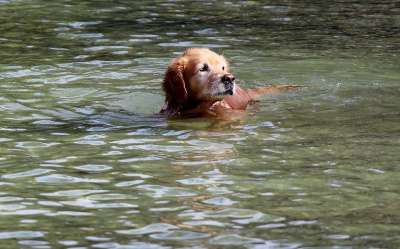金毛猎犬 动物 狗 水 游泳 乐趣 湖
