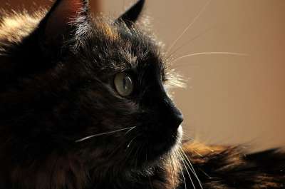 猫 轮廓 纵向 眼睛 猫科动物 首页 亲爱的 手表 注意力 头