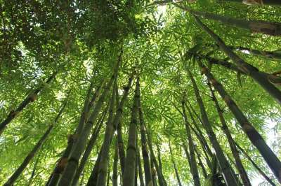 竹子 竹林 夏威夷竹 自然 绿色 森林 植物 树 亚洲 日本人