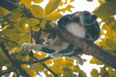 猫咪 动物医院 猫 动物 哺乳动物 老虎 捕食者 毛皮 小猫
