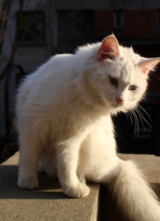 动物 猫 猫科动物 哺乳动物 物种 动物群 宠物