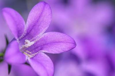 福禄考 地毯福禄 室内装潢福禄考 花 开花 春天 植物群 花园