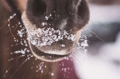 马 小马 打伤 鼻子 鼻孔 冬天 雪 动物