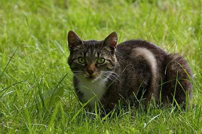 动物 哺乳动物 猫 家猫 猫 Silvestris Catus