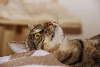 猫 家猫 说谎 家畜 猫脸 猫眼 关闭 肖像 头 看法 眼睛