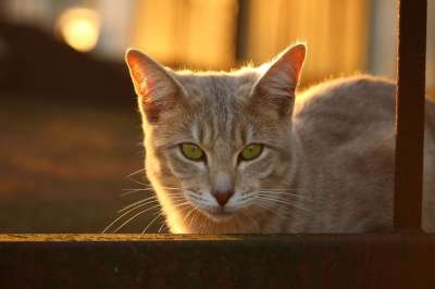 猫 落下 铁锈 暮光 太阳 猫脸 品种猫
