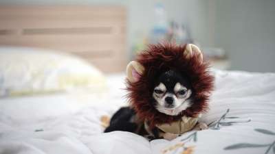Chihuahua 小狗 狗 一个 宠物 免费的狗图片 泰迪熊
