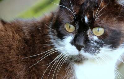 猫 猫眼 猫鼻子 鼻子 家猫 动物 好奇的 家畜 猫脸 黑和白