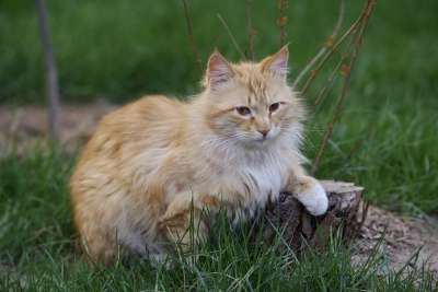 猫 猫科动物 宠物 动物 草 低温冷害 基蒂 草地 目睹 橘猫