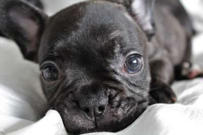 小狗 狗 漂亮 哺乳动物 美丽 法语 动物 斗牛犬 小 繁殖