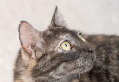 猫脸 玳瑁 特写 动物 可爱的 哺乳动物 毛皮 猫