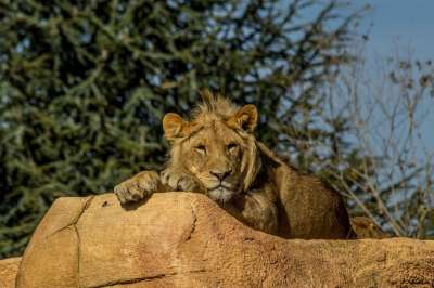 狮子 非洲 动物 野蛮的 动物区系 野猫 非洲人 猫科动物 威严