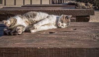 猫 日光浴 基蒂 小猫 休息 睡觉 宠物 动物 可爱的 户外的