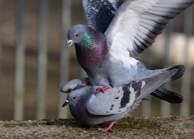 鸟 岩鸽 国内鸽子 动物 Columbidae 交配 女性 男性