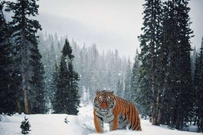 老虎 雪 森林 景观 山 自然 西伯利亚虎 大猫 野生猫