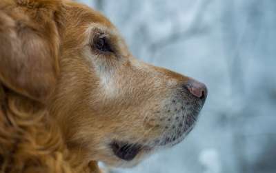 狗 家畜 雪 冬天 寒冷的 自然 树 景观 溪 感兴趣的