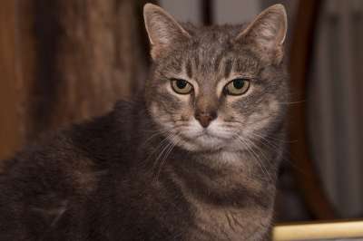 猫 动物 猫看 猫科动物 家畜 胡子 灰猫