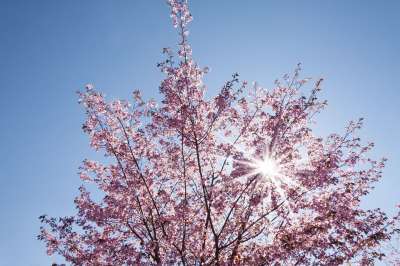 春天 樱花 日本樱桃 太阳 开花 天堂 盛开 觉醒 粉色的