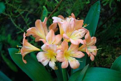Hvězdník 孤挺花 花 盛开 工厂 粉色的 植物群