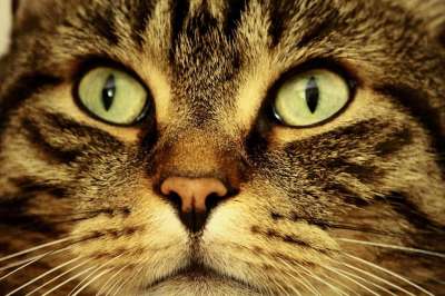 猫 眼睛 猫眼 动物 猫脸 看法 鲭鱼 Katzenkopf