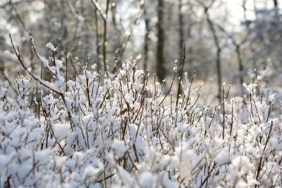 分行 雪 霜 冬天 树