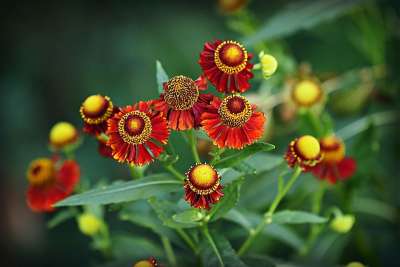 花 植物 花瓣 叶子 盛开 花园 自然