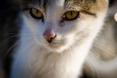 猫 小猫 动物 宠物 兽医 毛皮
