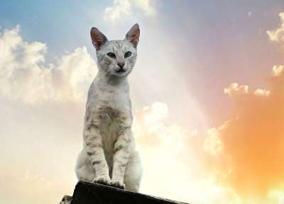 猫 灰色的 云 天空