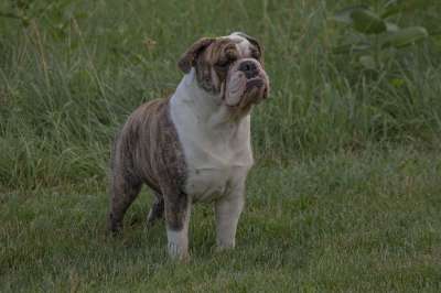 斗牛犬 英国牛头犬 宠物 动物 目睹 狗 绿色的宠物