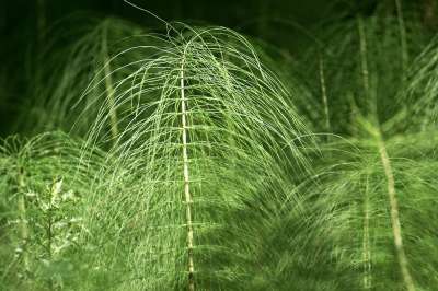马尾 木贼 巨大的马尾 绿色 森林 匆匆而过 森林植物 森林地面