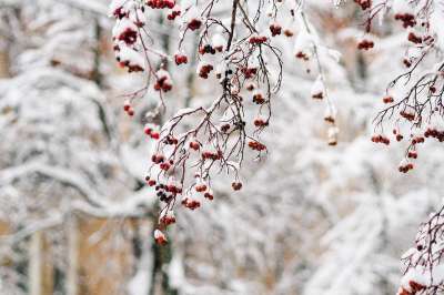 冬天 雪 山灰 霜 寒冷的 树木 分行 浆果 白色的 景观