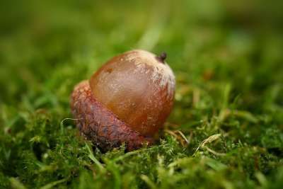 橡子 树果 枫 橡木 自然 秋天 苔藓 地球 宏 落下 水果