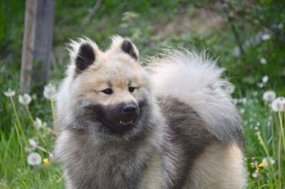 狗 狗肖像 狗Eurasier 男性Eurasier 纯种狗