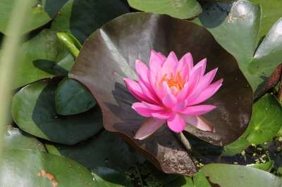 莲花 花 夏天 池塘植物 湖 大韩民国 植物 莲花花瓣 韩国