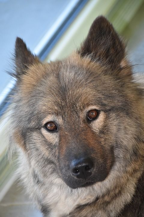 狗 狗Eurasier 狗肖像 婊子Orlayablue 犬类 动物