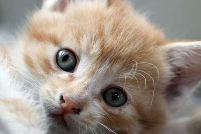 猫 宝贝猫 宠物 小猫 动物 流浪猫 吉尔扬伊 可爱的