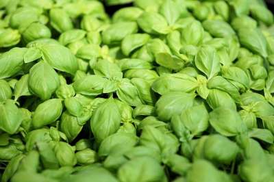 罗勒 植物 调味料 草药 素食主义者 绿色 地中海 健康 新鲜