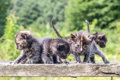 有趣的 小猫 可爱的 猫 基蒂 毛茸茸的 小的 甜的 播放